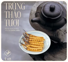 Yến Chưng Sẵn