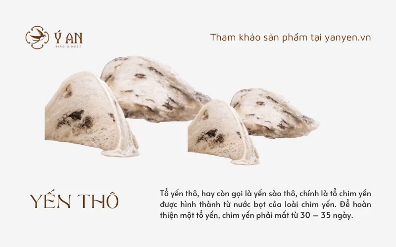 1 TỔ YẾN ĂN MẤY LẦN